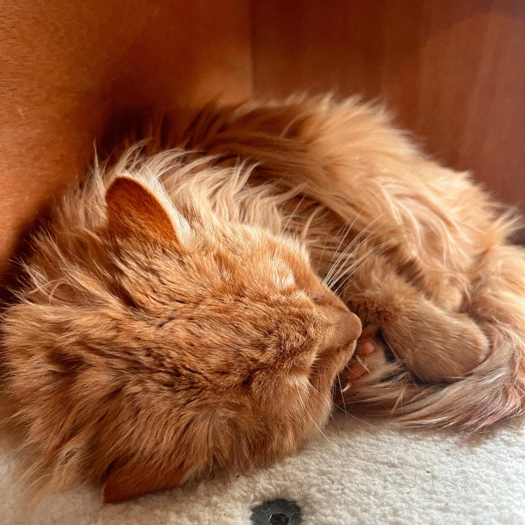 SWEETIE PIE, Adoptable, Adult Female Domestic Long Hair.