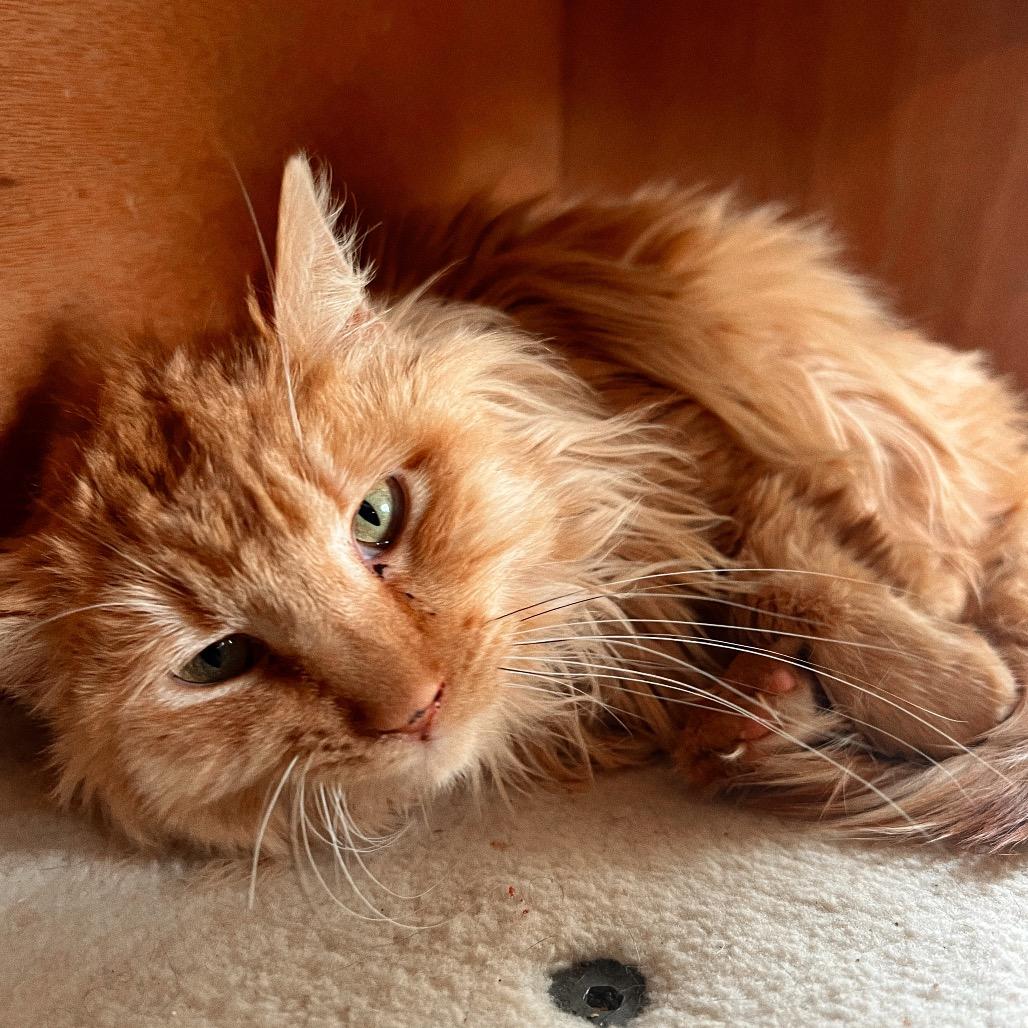 Enlarge SWEETIE PIE, a Adoptable Domestic Long Hair in San Antonio, TX image 2/2