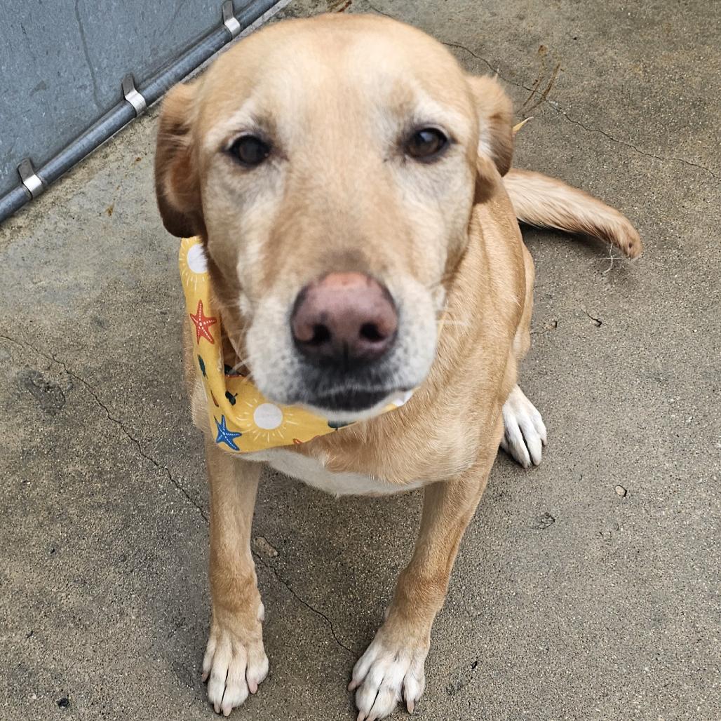Penny, Adoptable, Senior Female Yellow Labrador Retriever.