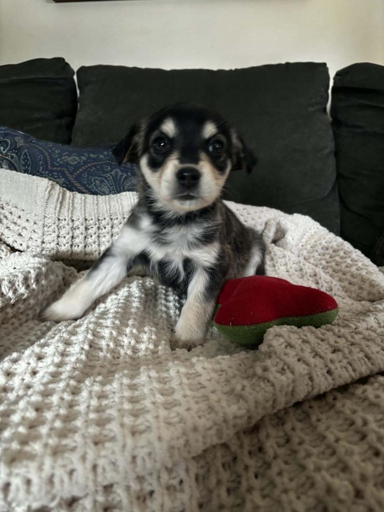 WEDNESDAY, Adoptable, Puppy Female Australian Shepherd.