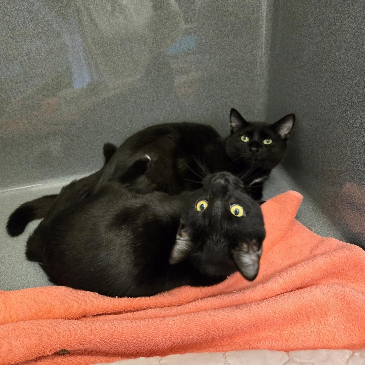 Jack & Netti (Bonded)