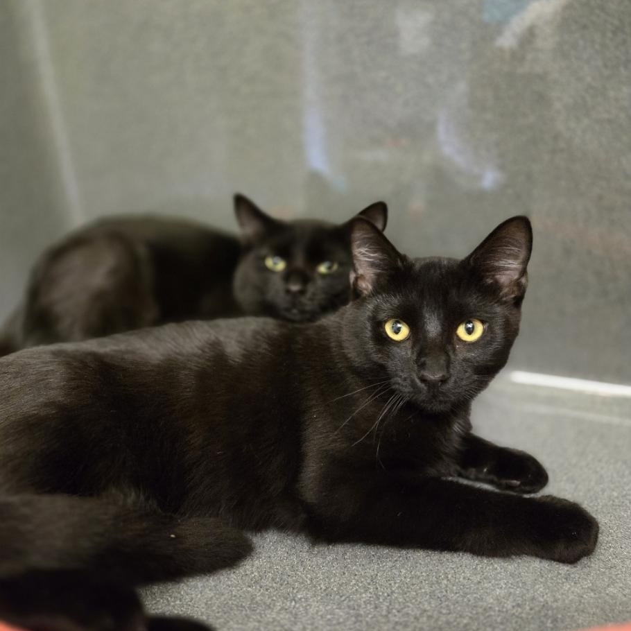 Jack & Netti (Bonded)