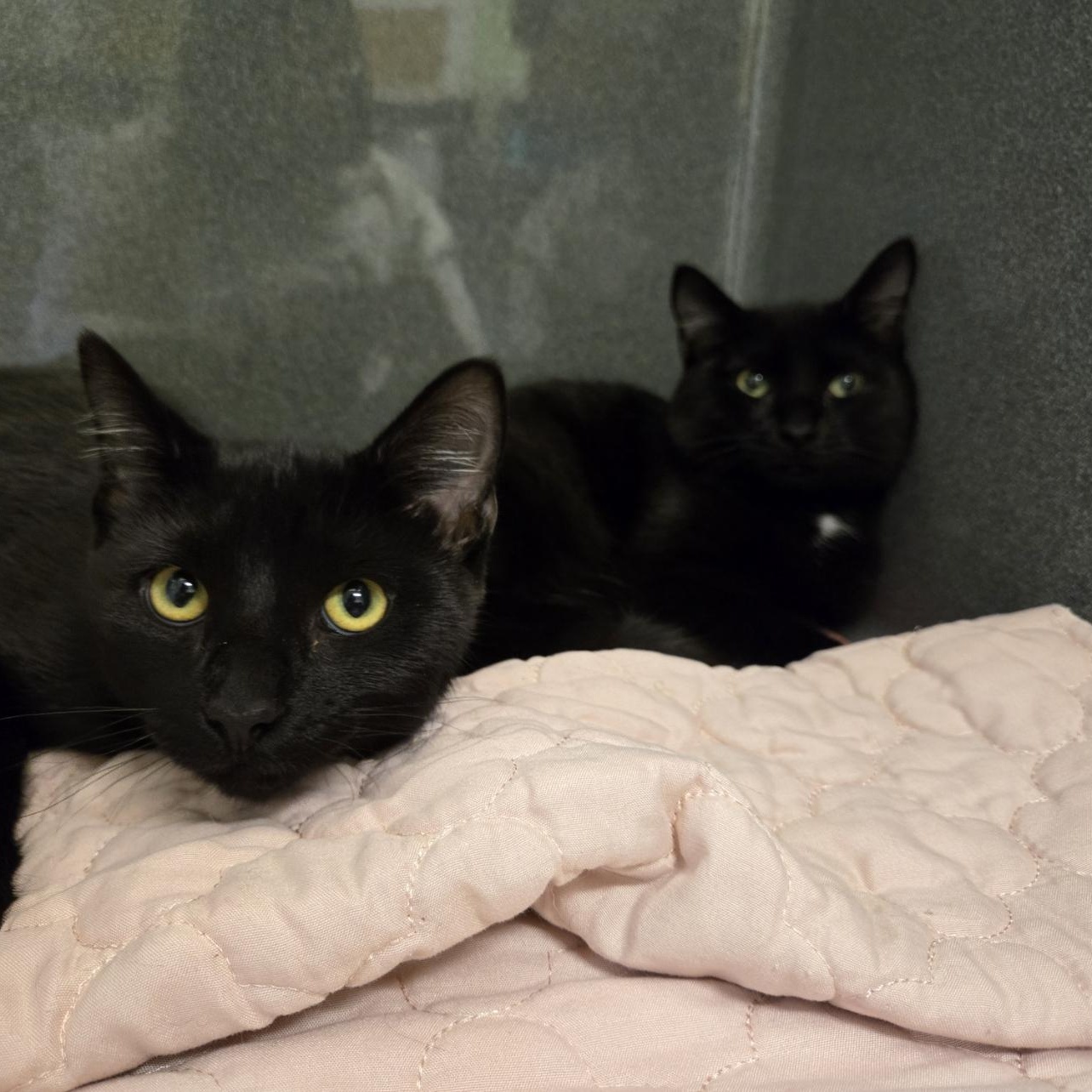 Jack & Netti (Bonded)