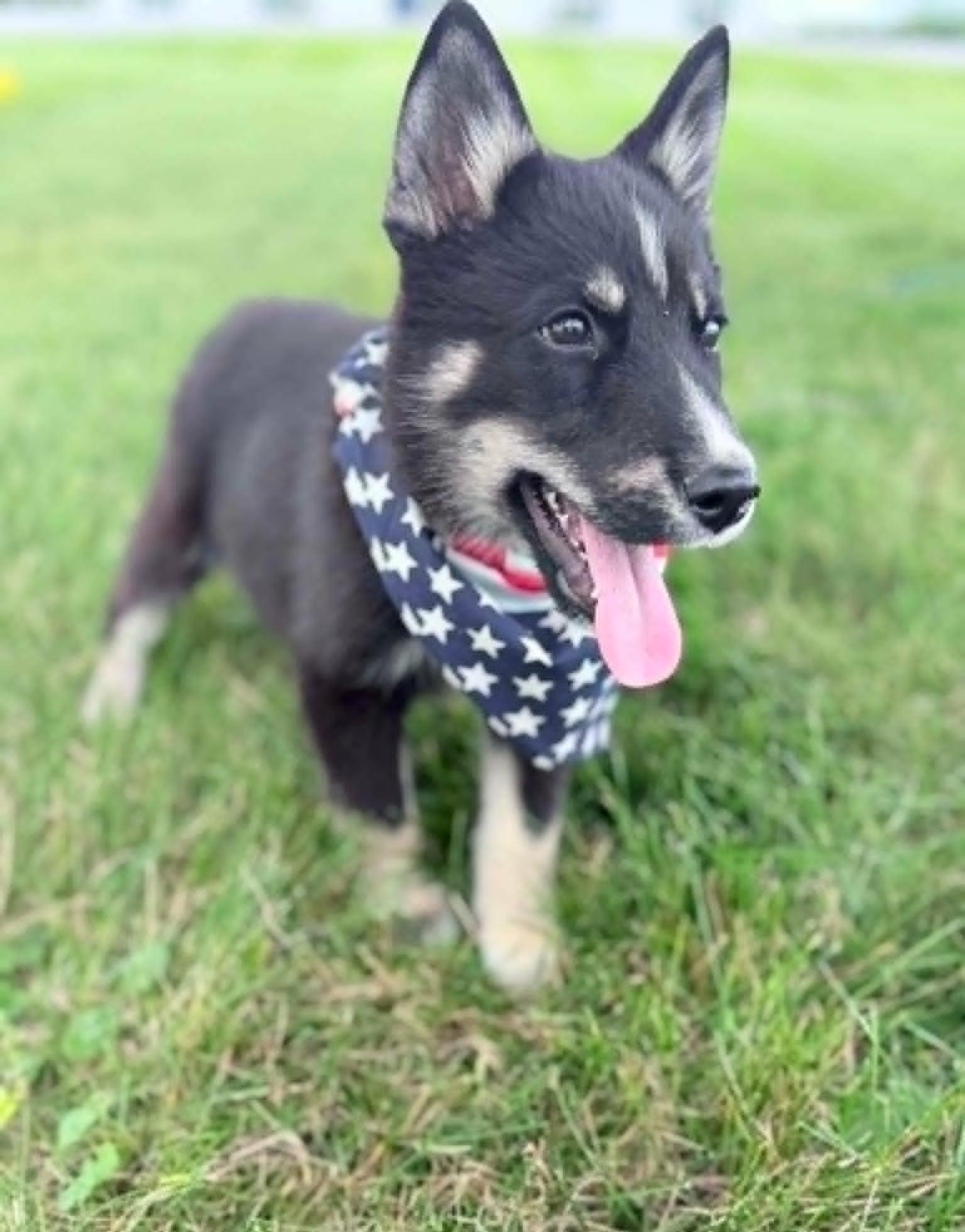 Porthos, an adopted mixed breed in Wapakoneta, OH image 2/4