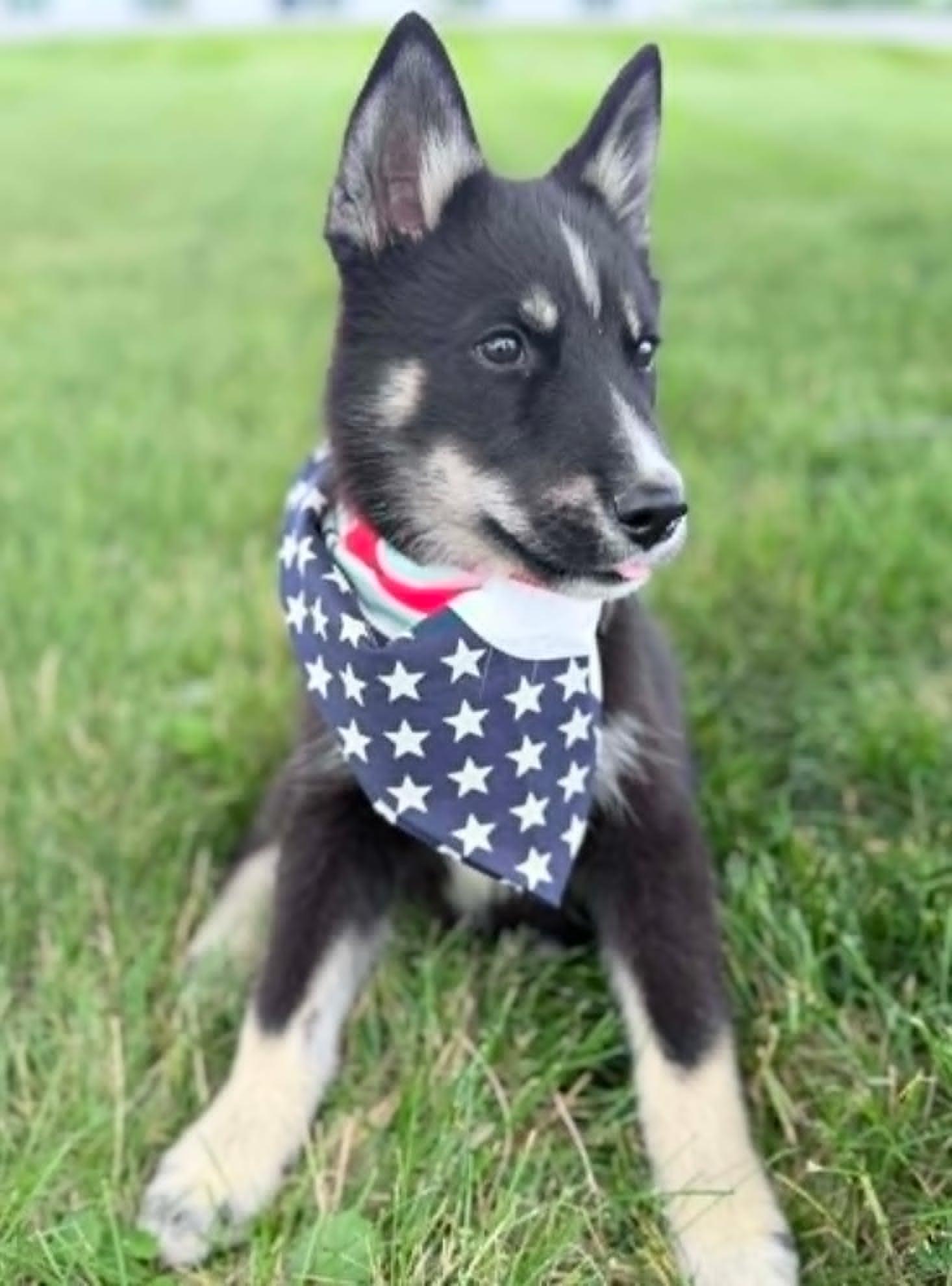 Porthos, an adopted mixed breed in Wapakoneta, OH image 4/4
