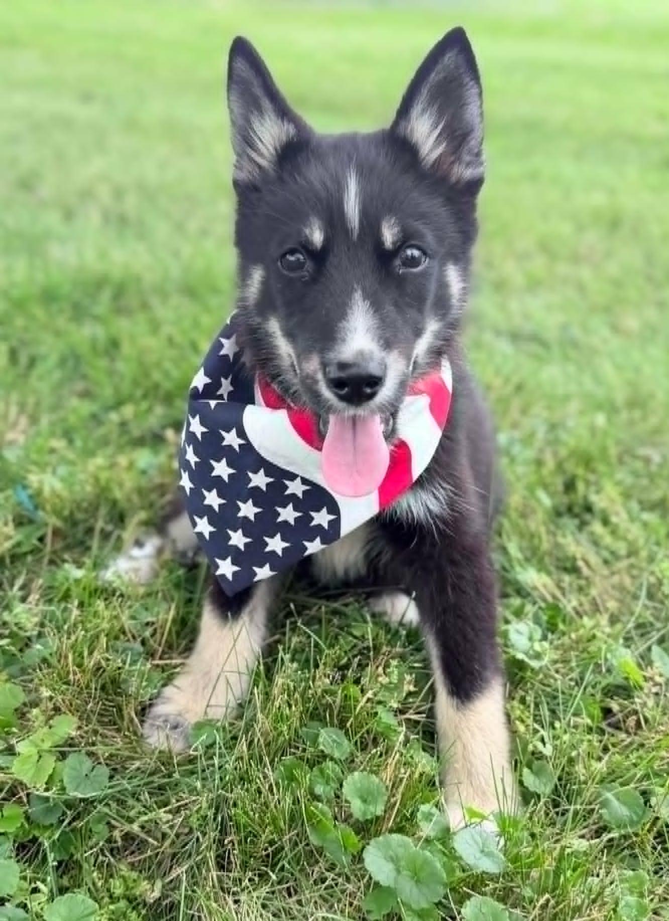 Porthos, adopted, Puppy Male Siberian Husky & German Shepherd Dog.