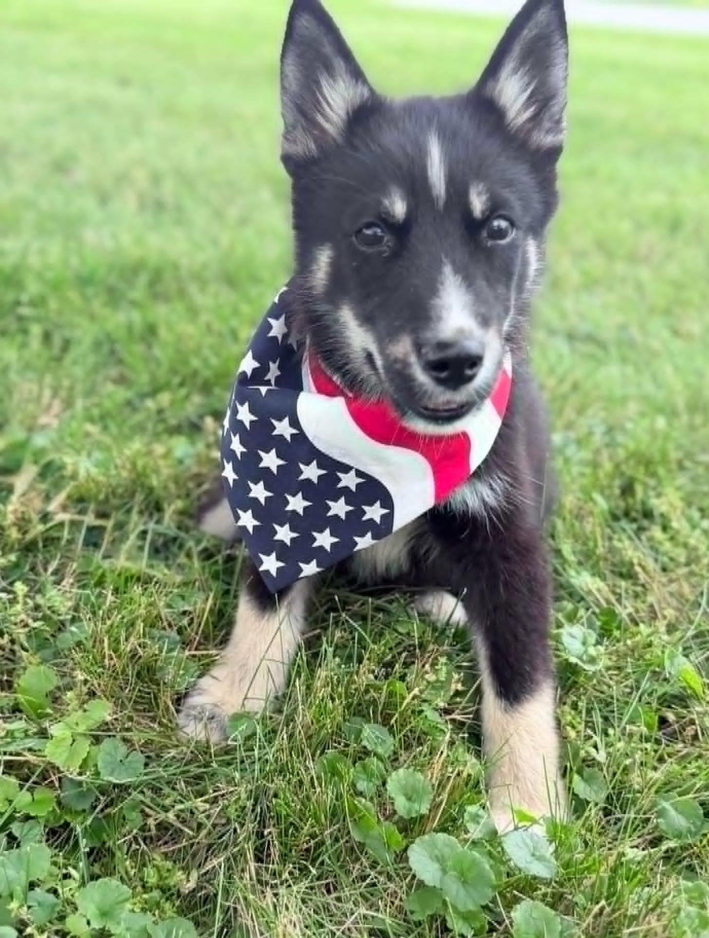 Porthos, an adopted mixed breed in Wapakoneta, OH image 3/4