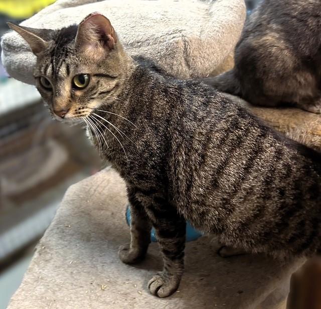 Bolero, Adoptable, Young Female Domestic Short Hair & Tabby.