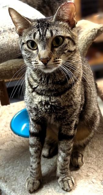 Bolero, a Adoptable mixed breed in Pottstown, PA image 2/4