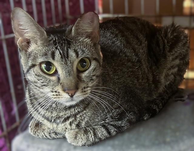 Bolero, a Adoptable mixed breed in Pottstown, PA image 3/4