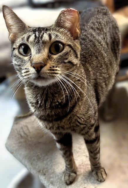 Bolero, a Adoptable mixed breed in Pottstown, PA image 4/4