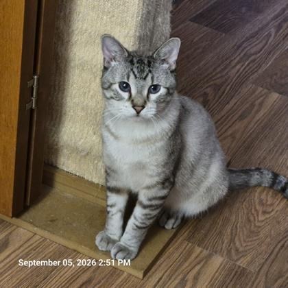 Enlarge Broccoli, a Adoptable mixed breed in Dubuque, IA image 2/3