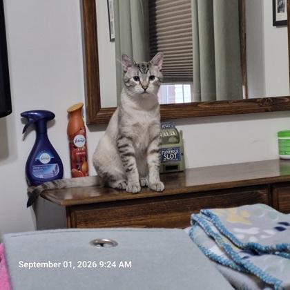 Enlarge Broccoli, a Adoptable mixed breed in Dubuque, IA image 3/3