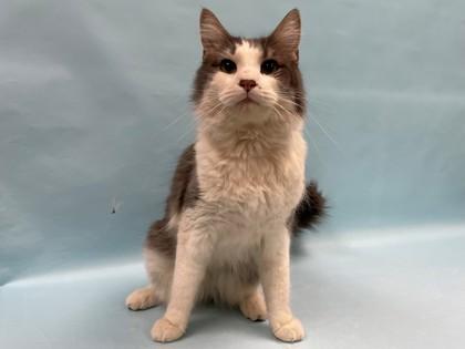 Oliver, Adoptable, Adult Male Domestic Medium Hair.