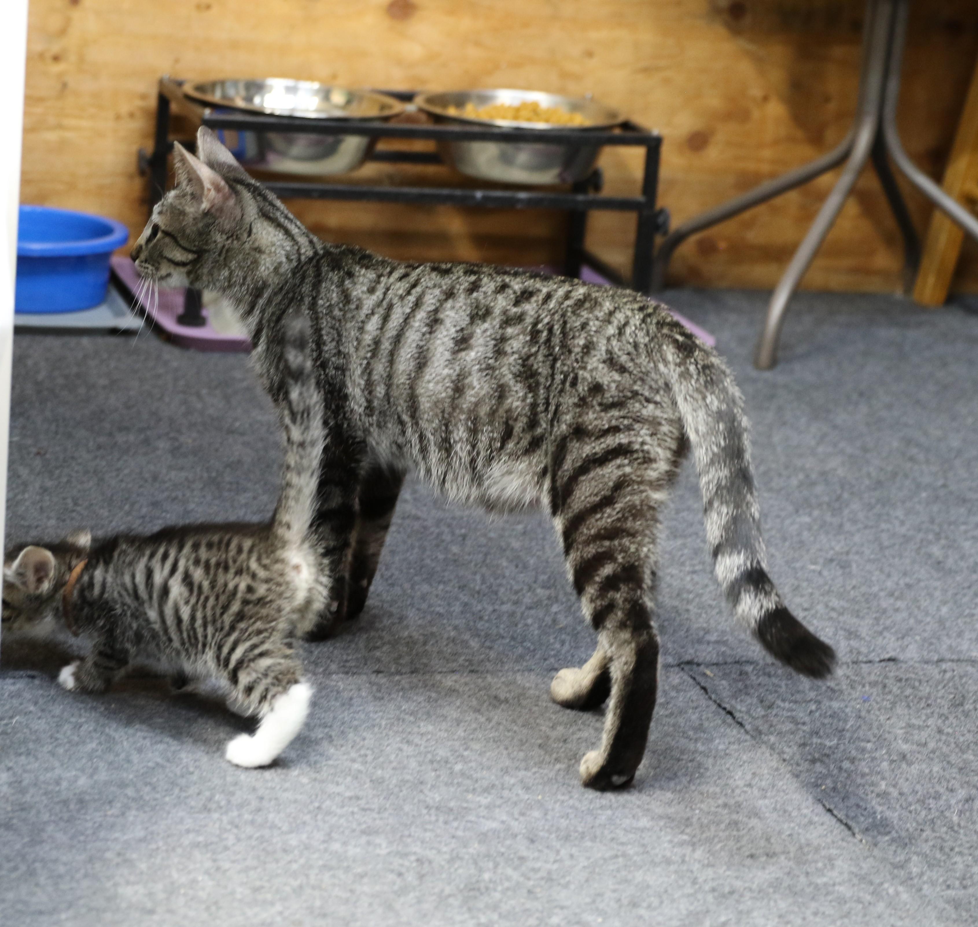 Little Bear, a ADOPTABLE Tabby in Cut Bank, MT image 2/5