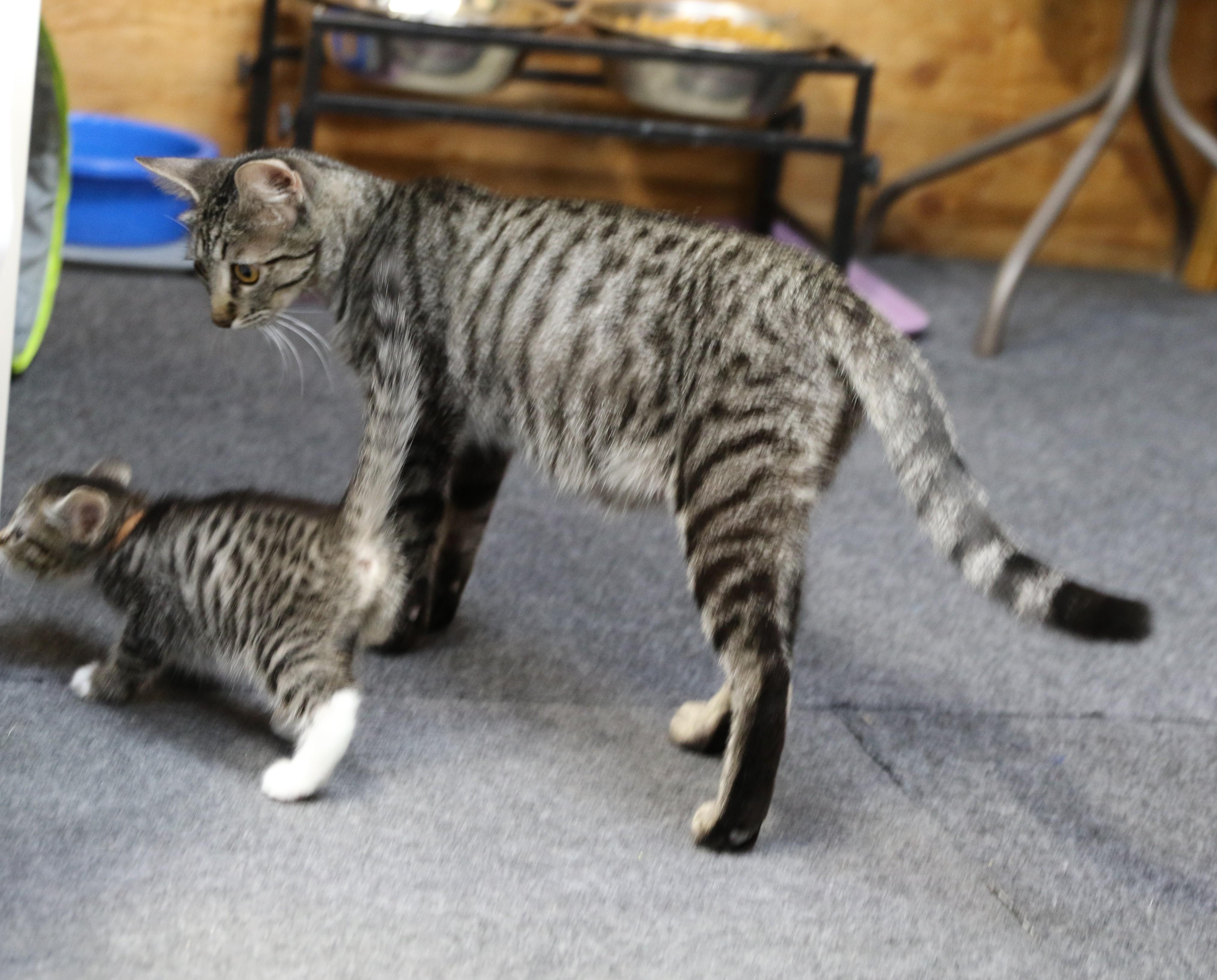Little Bear, a ADOPTABLE Tabby in Cut Bank, MT image 4/5