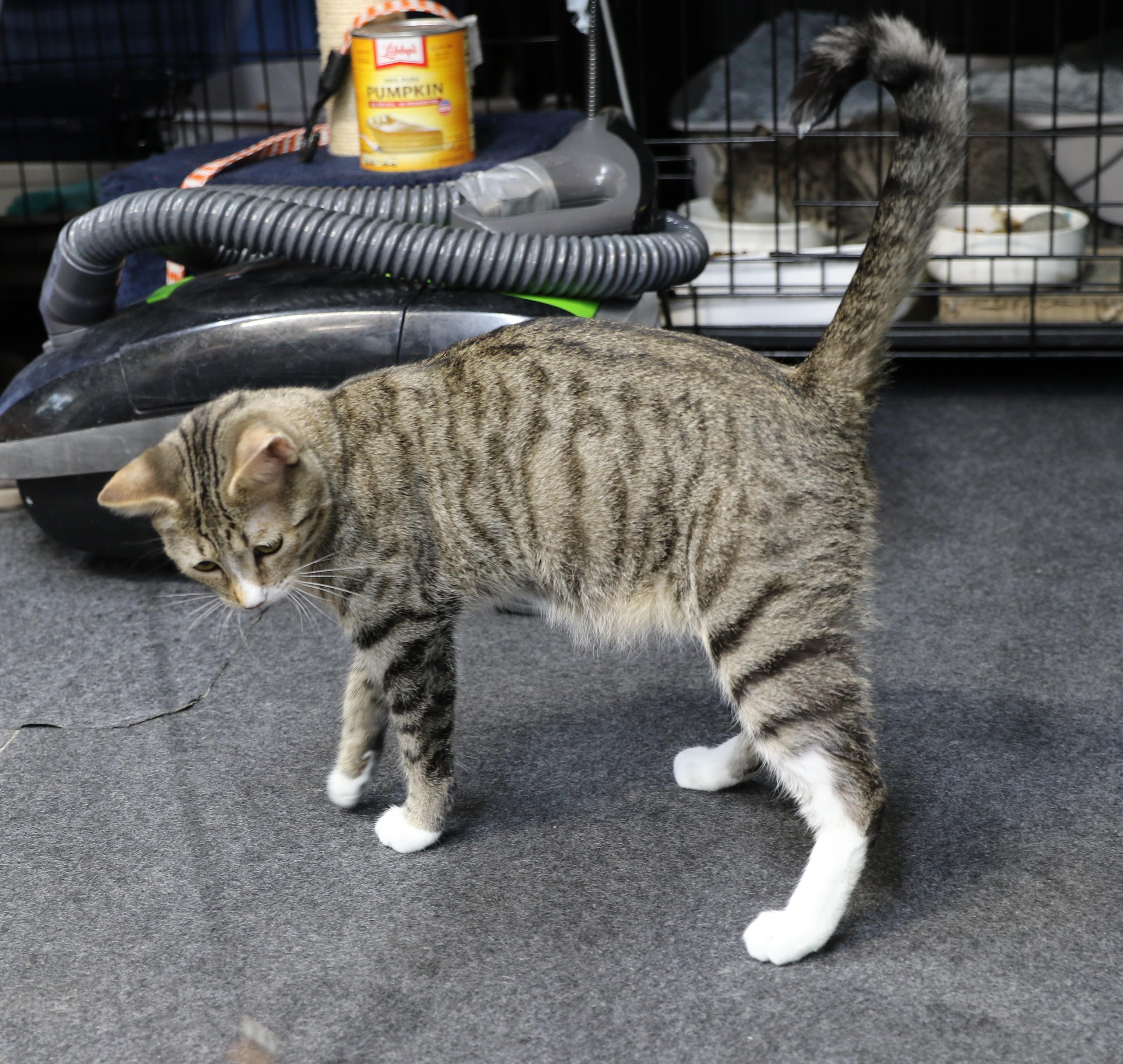 Little Bear, a ADOPTABLE Tabby in Cut Bank, MT image 3/5