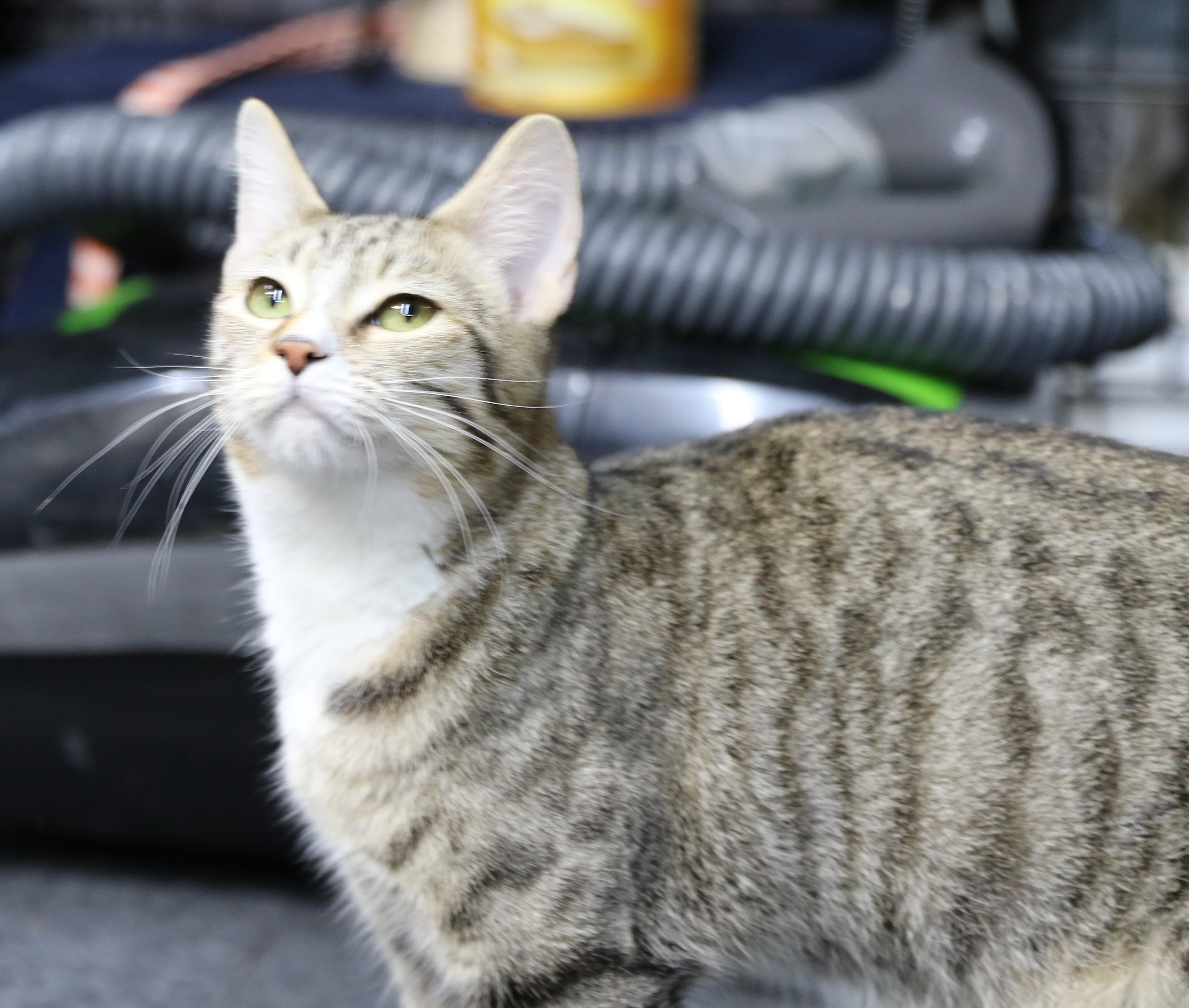 Little Bear, a ADOPTABLE Tabby in Cut Bank, MT image 1/5