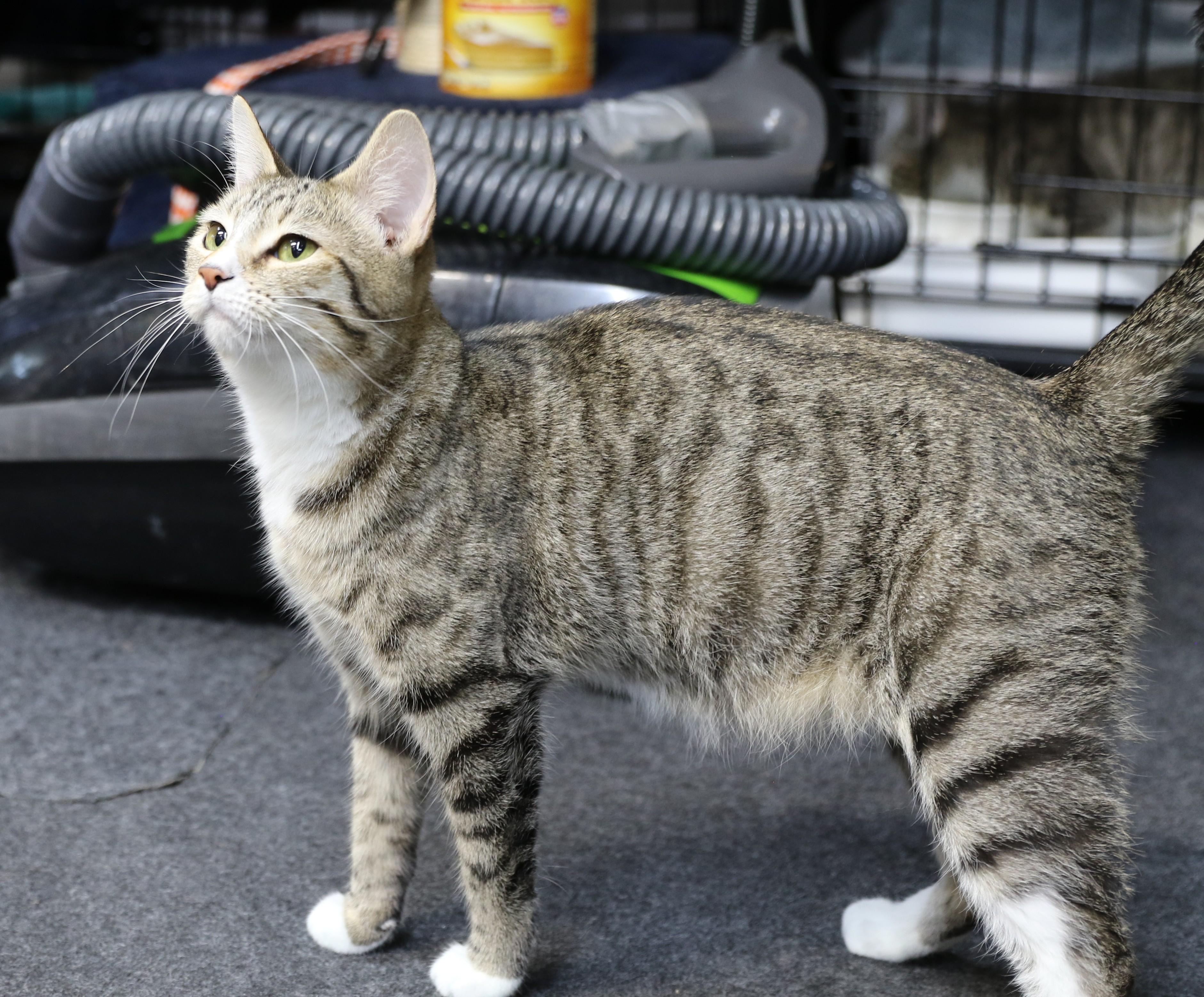 Little Bear, a ADOPTABLE Tabby in Cut Bank, MT image 5/5