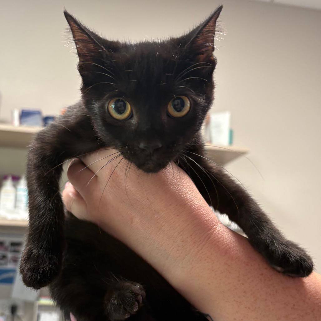 Raven, Adoptable, Young Male Domestic Short Hair.