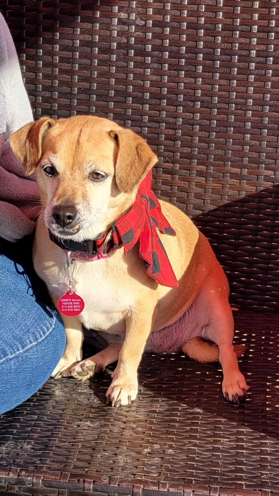 Lucille, Adoptable, Adult Female Chihuahua & Beagle.