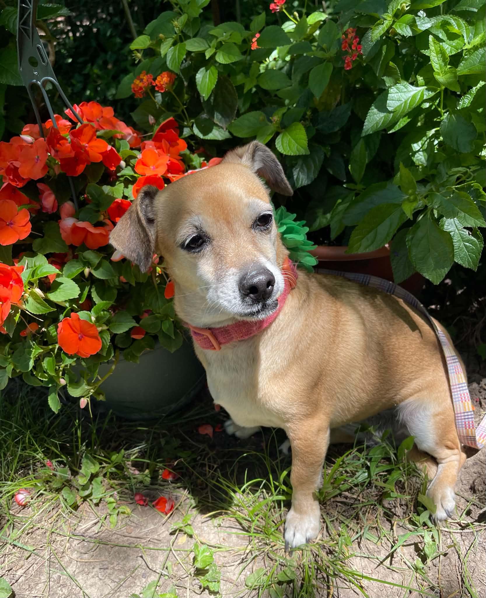 Lucille, a Adoptable mixed breed in Florissant, MO image 1/6
