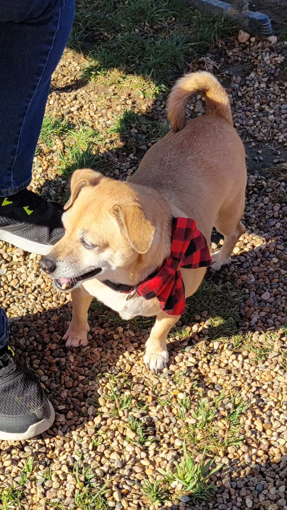 Lucille, a Adoptable mixed breed in Florissant, MO image 2/3