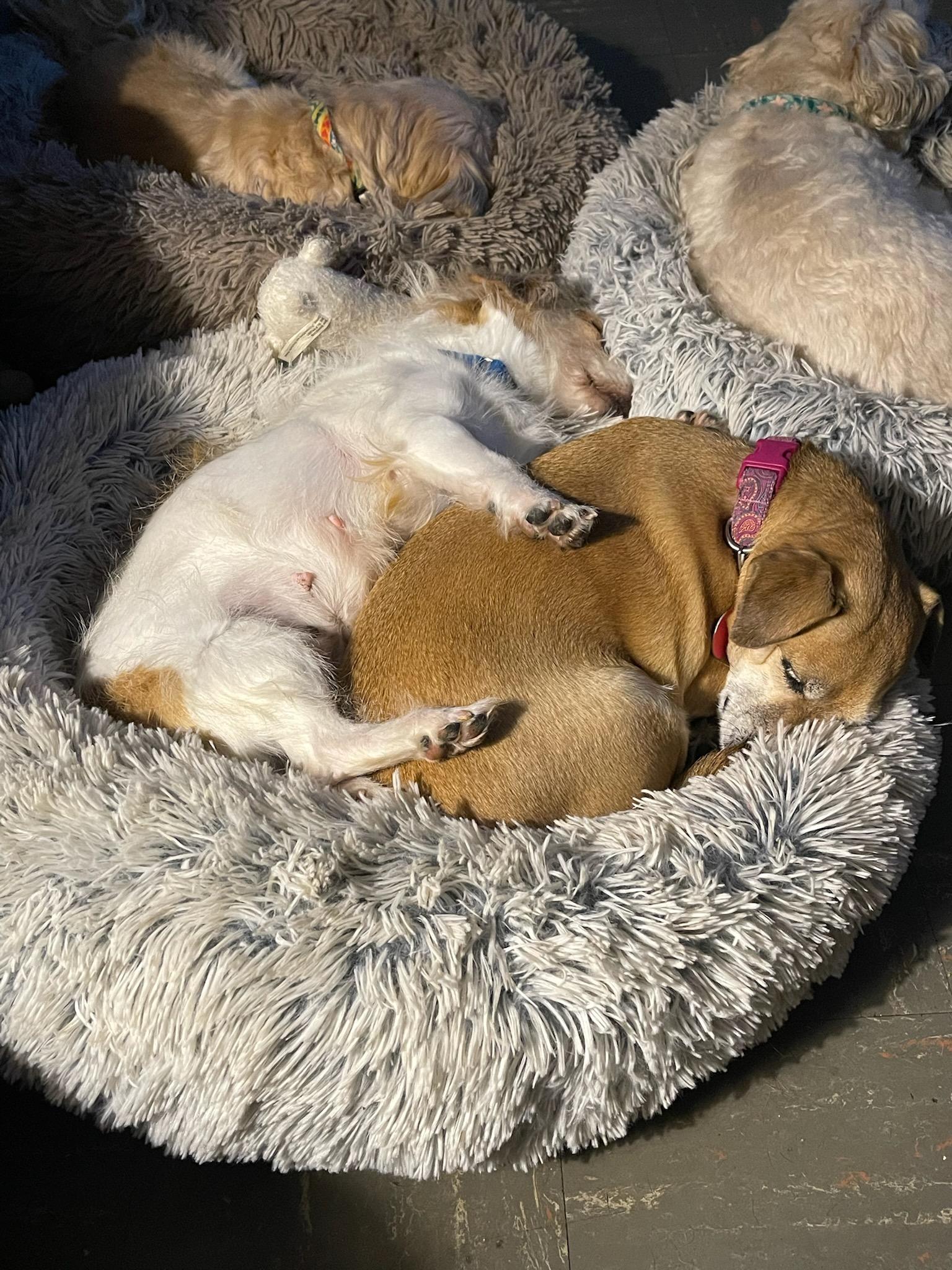 Lucille, a Adoptable mixed breed in Florissant, MO image 3/3