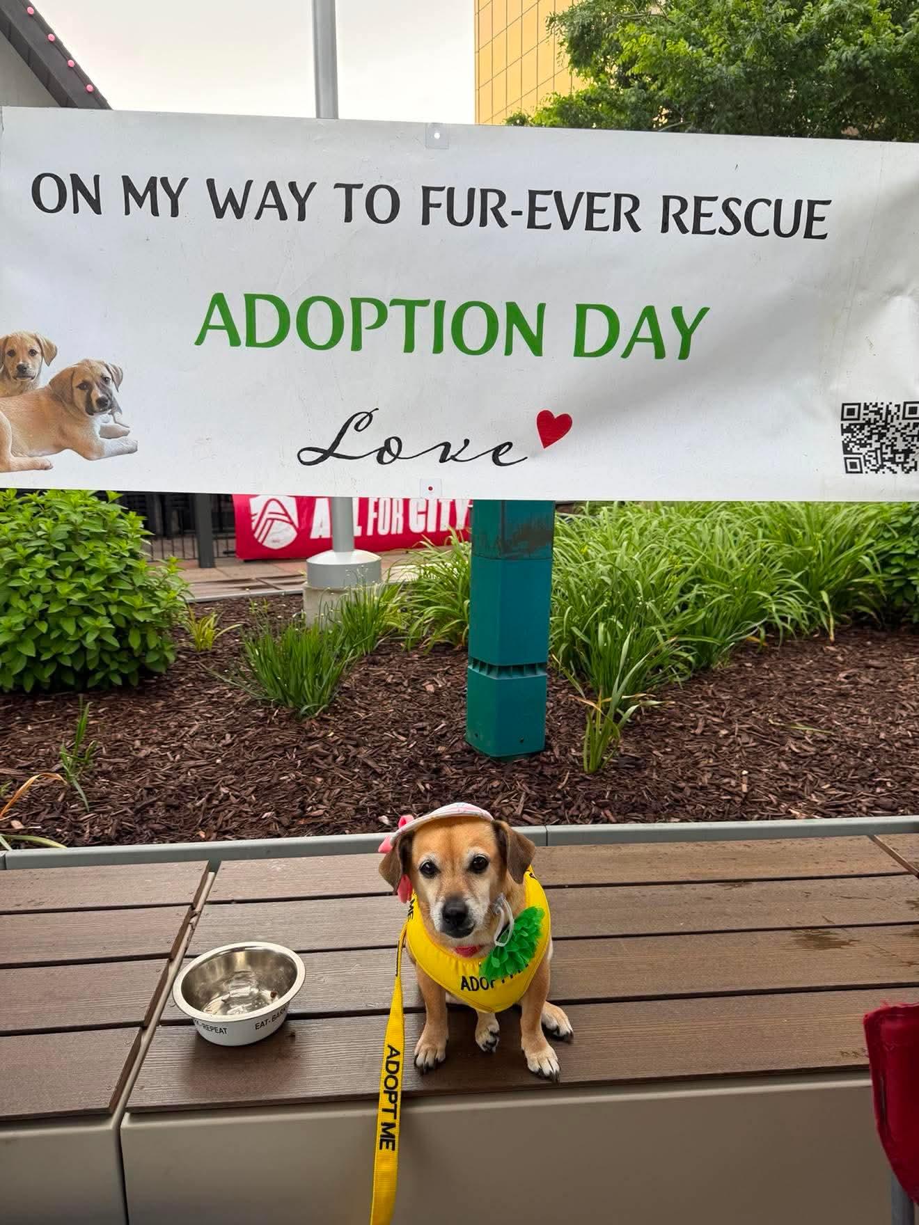 Lucille, a Adoptable mixed breed in Florissant, MO image 2/6