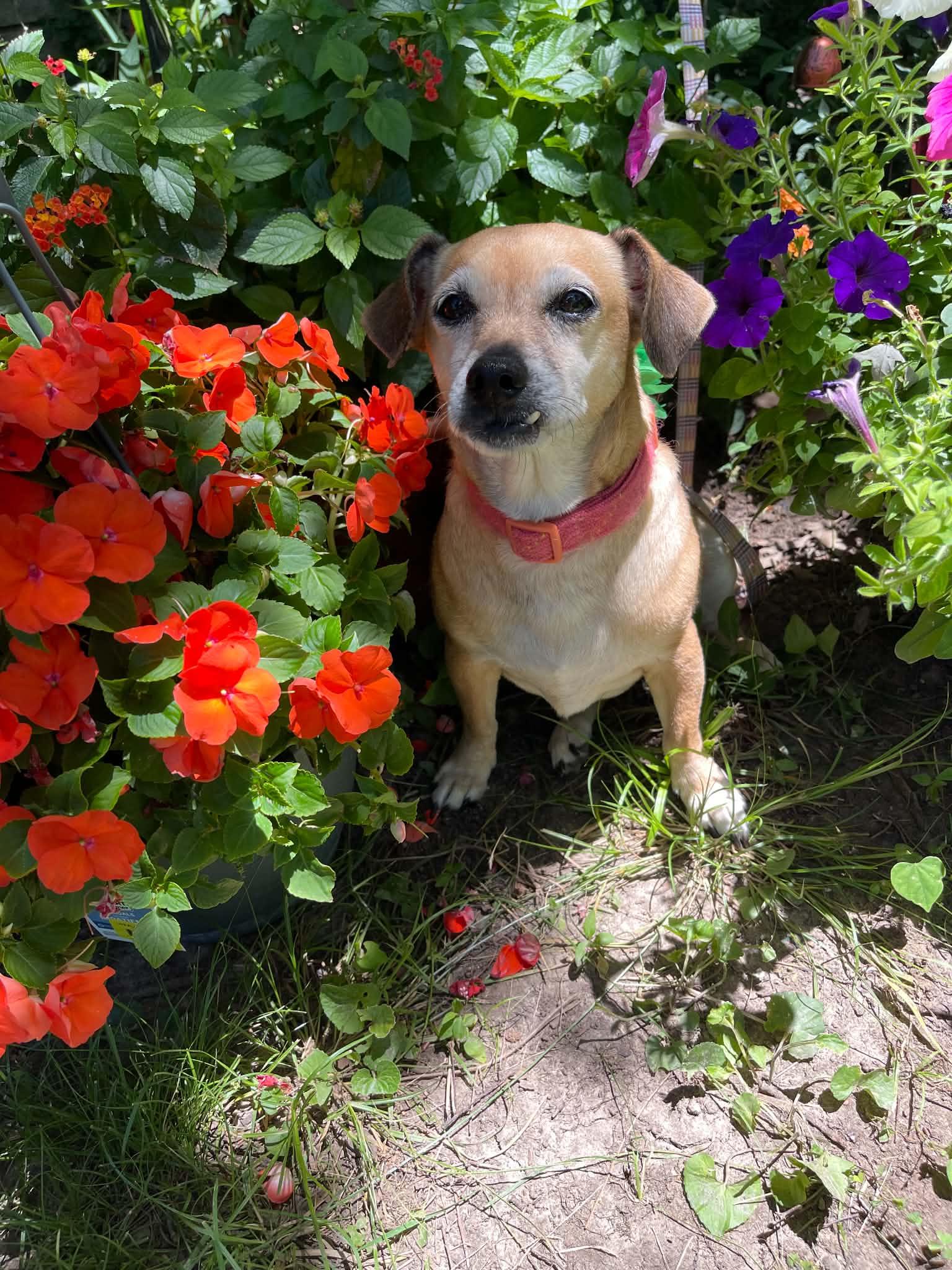 Lucille, a Adoptable mixed breed in Florissant, MO image 3/6