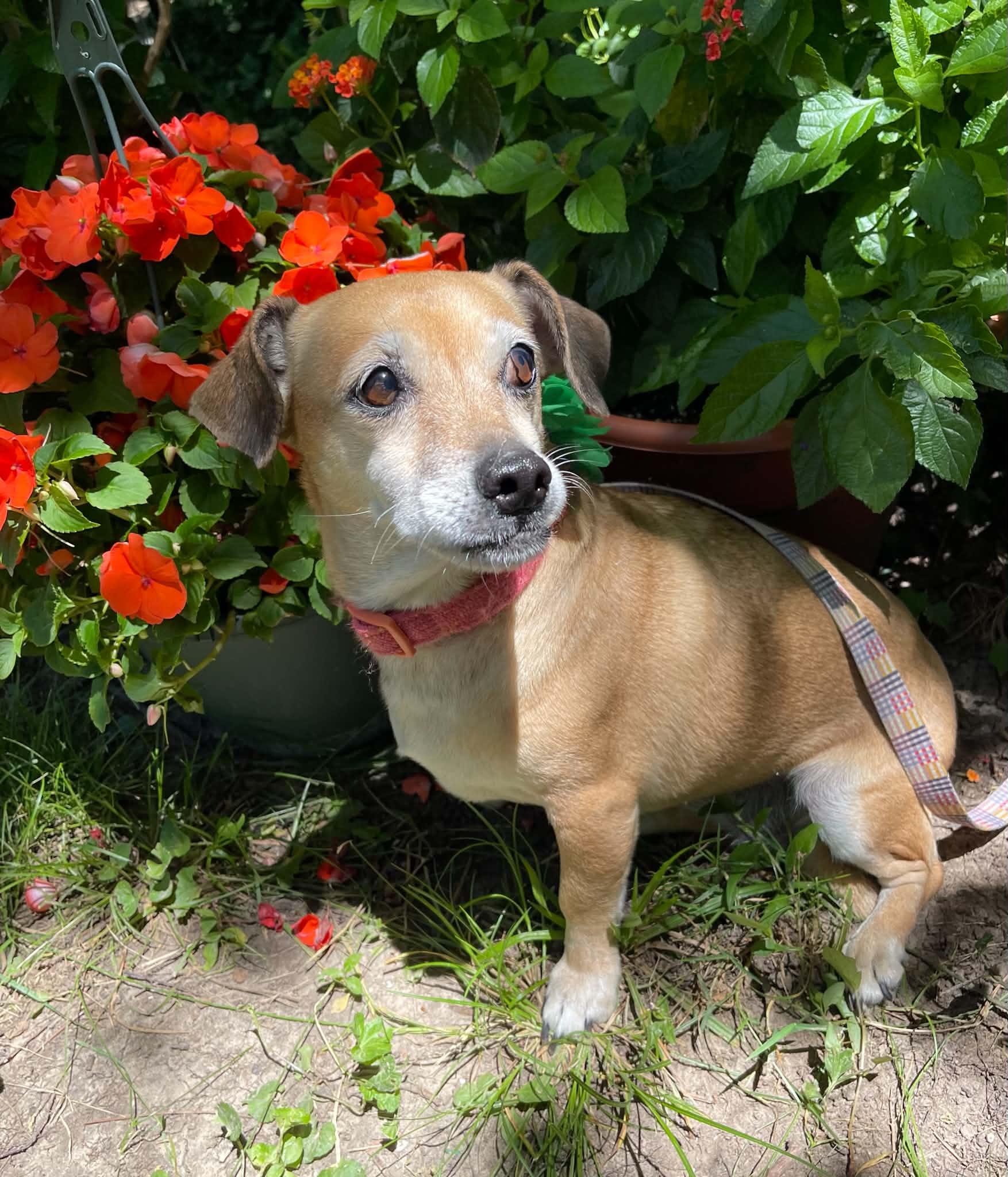 Lucille, a Adoptable mixed breed in Florissant, MO image 4/6