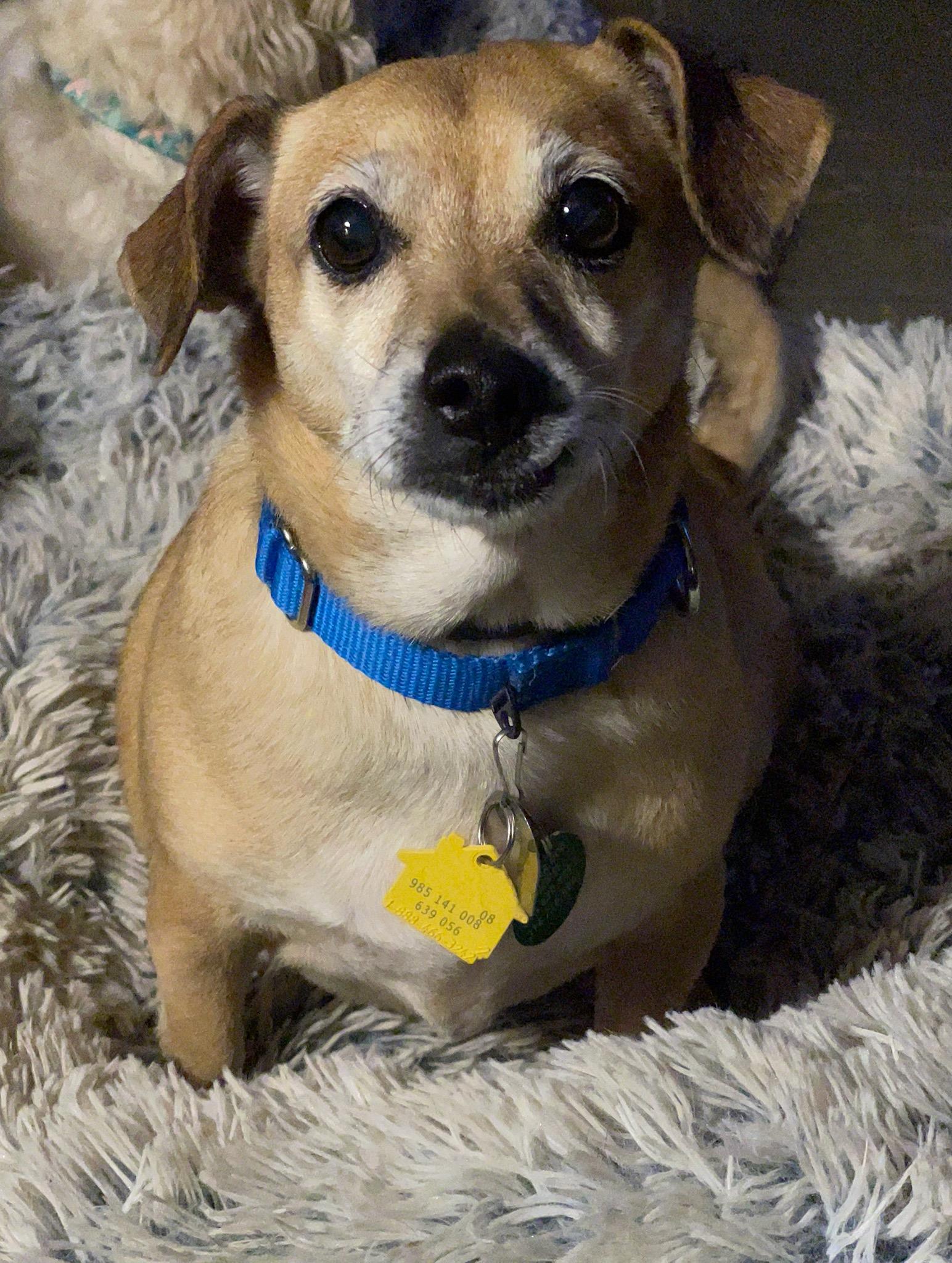 Lucille, a Adoptable mixed breed in Florissant, MO image 2/6