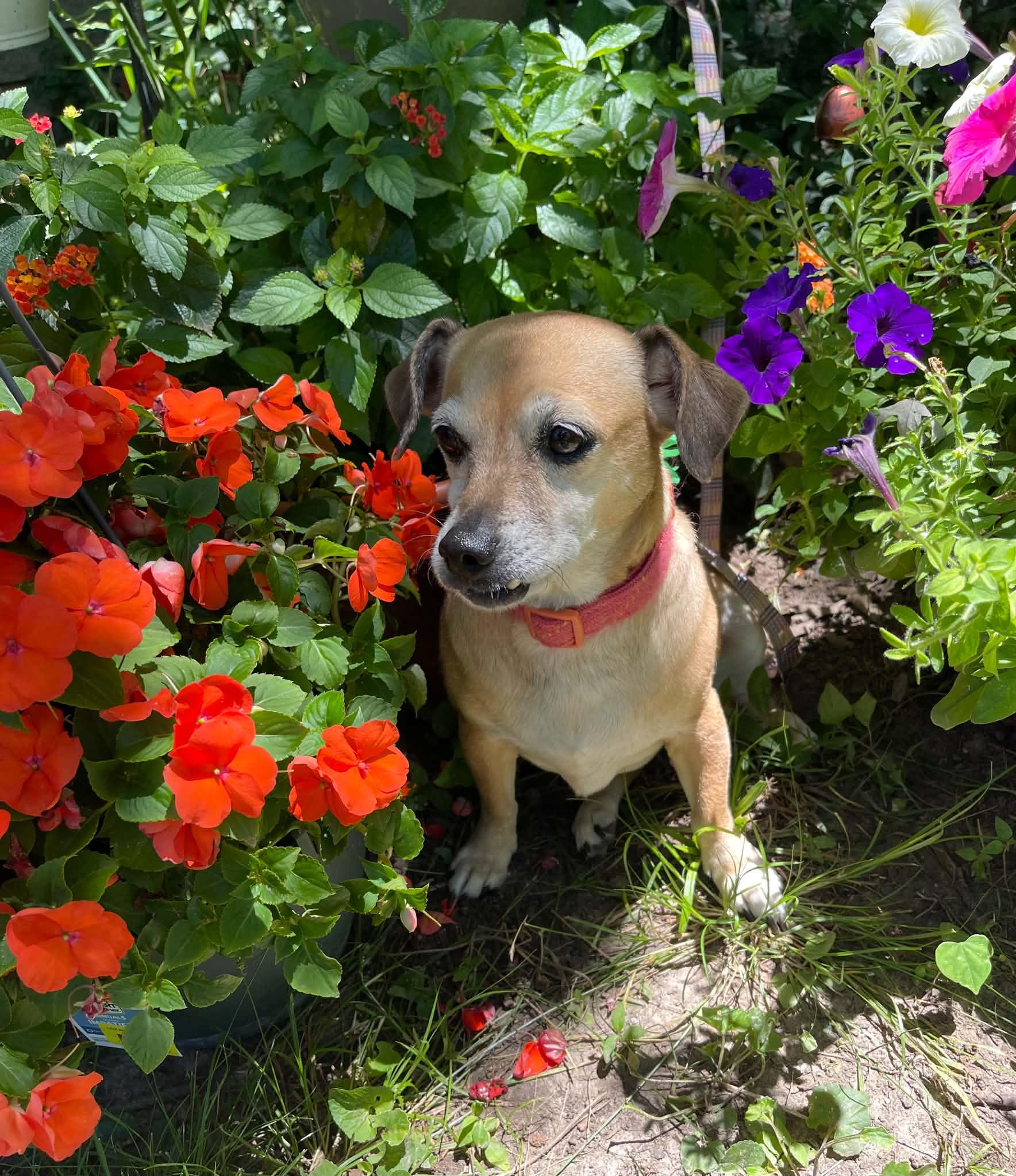 Lucille, a Adoptable mixed breed in Florissant, MO image 5/6