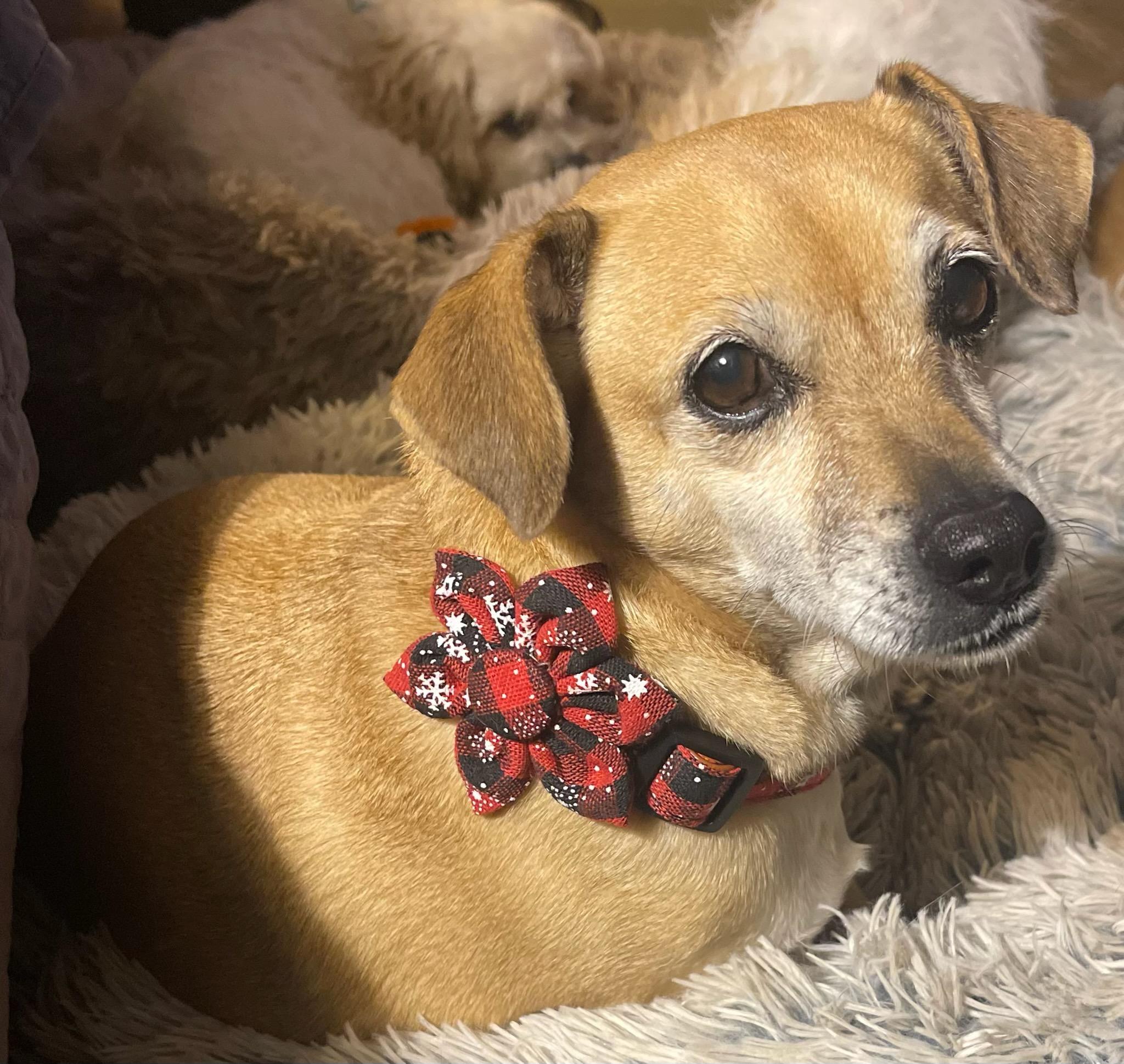 Lucille, a Adoptable mixed breed in Florissant, MO image 3/6