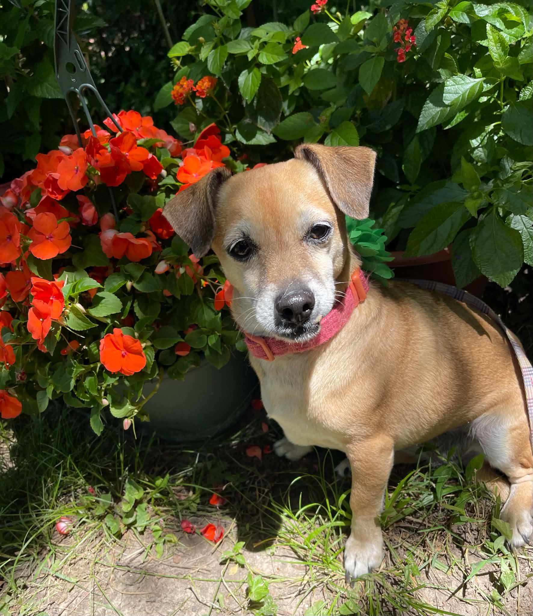 Lucille, a Adoptable mixed breed in Florissant, MO image 6/6
