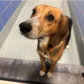 Enlarge Linus, a Adoptable mixed breed in Richmond, VA image 2/6