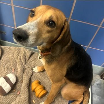 Enlarge Linus, a Adoptable mixed breed in Richmond, VA image 4/6