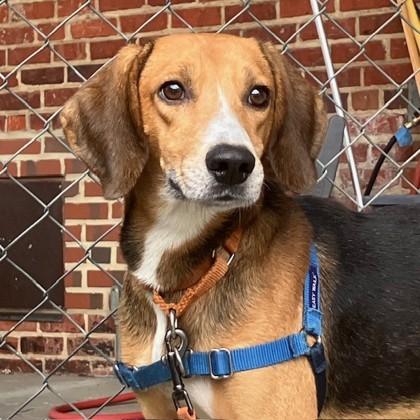 Enlarge Linus, a Adoptable mixed breed in Richmond, VA image 6/6
