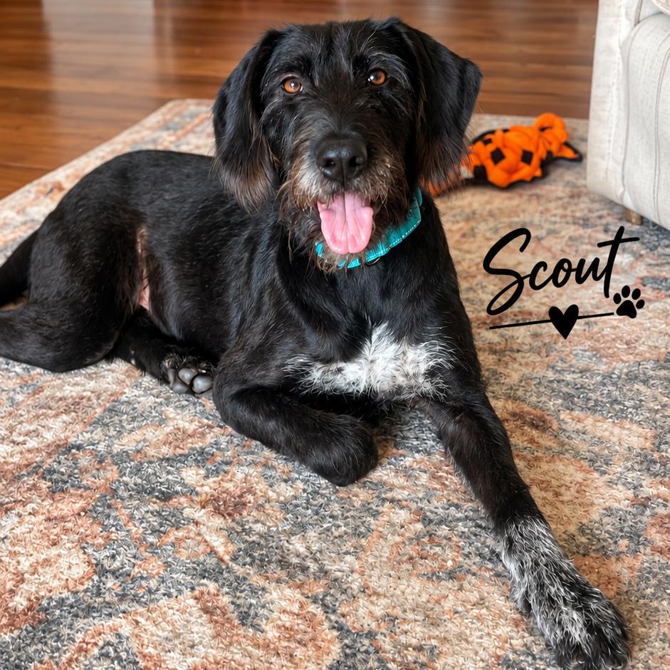 Scout, Adoptable, Adult Female German Wirehaired Pointer.