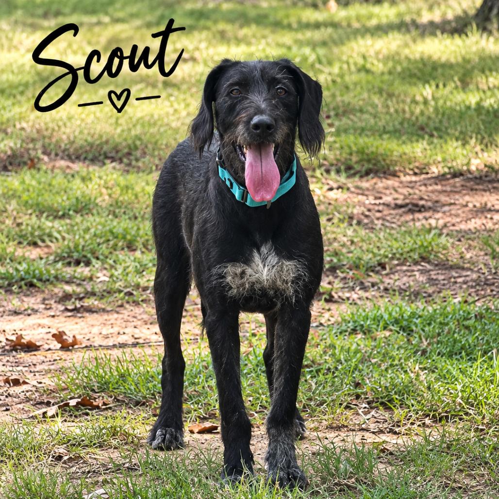 Enlarge Scout, a Adoptable German Wirehaired Pointer in Mount Pleasant, TX image 3/5