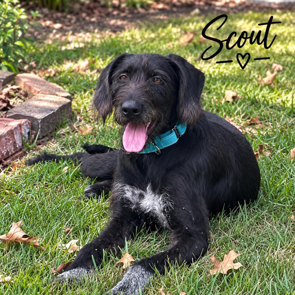 Enlarge Scout, a Adoptable German Wirehaired Pointer in Mount Pleasant, TX image 4/5