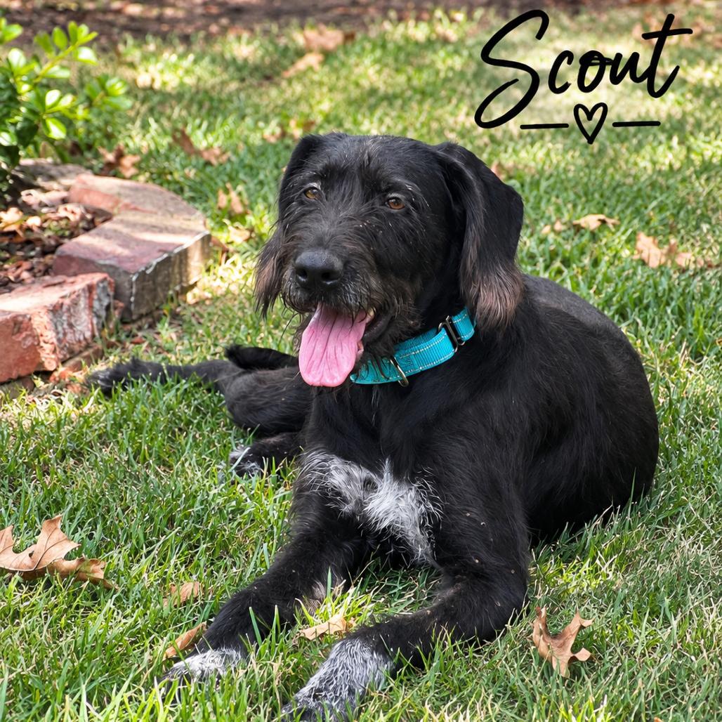 Enlarge Scout, a Adoptable German Wirehaired Pointer in Mount Pleasant, TX image 5/5
