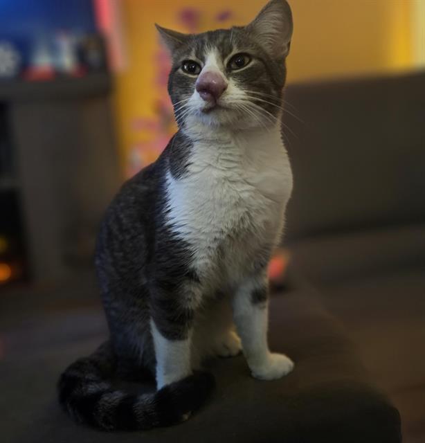 MUMBLE, Adoptable, Adult Male Domestic Short Hair.