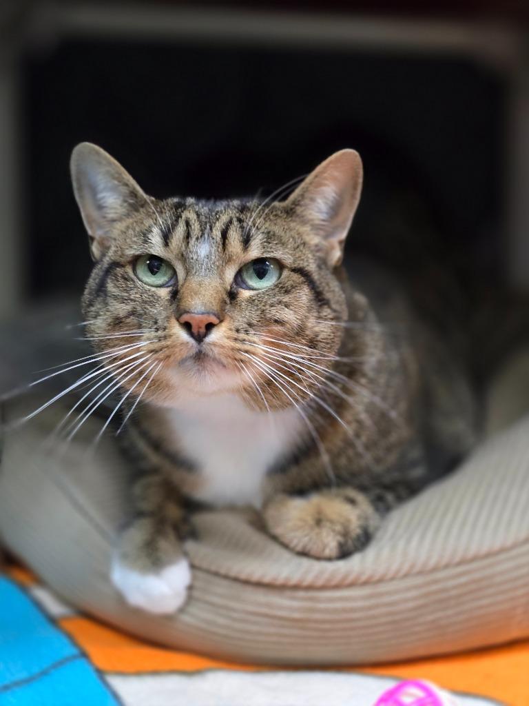 Enlarge Mazie, a Adoptable mixed breed in Detroit, MI image 1/2