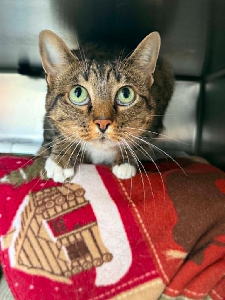 Mazie, Adoptable, Adult Female Domestic Short Hair.