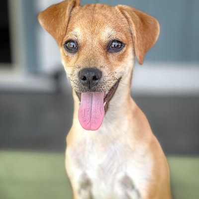 Enlarge Petey, a Adoptable mixed breed image 1/3