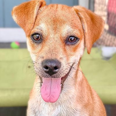 Enlarge Petey, a Adoptable mixed breed image 2/3