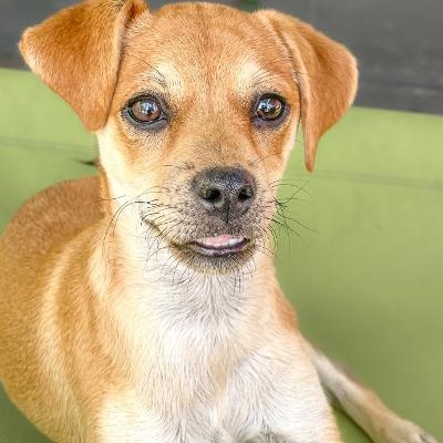 Enlarge Petey, a Adoptable mixed breed image 3/3