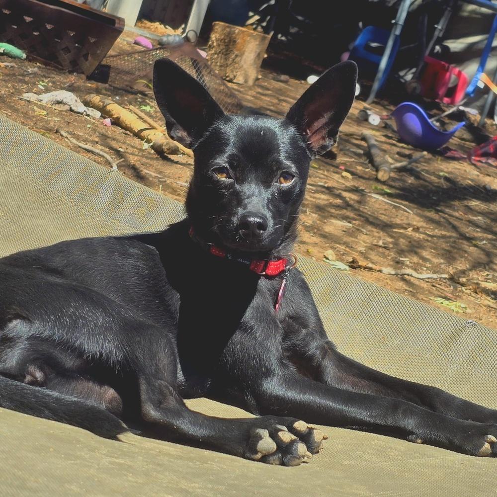 Jenny, Adoptable, Adult Female Chihuahua.