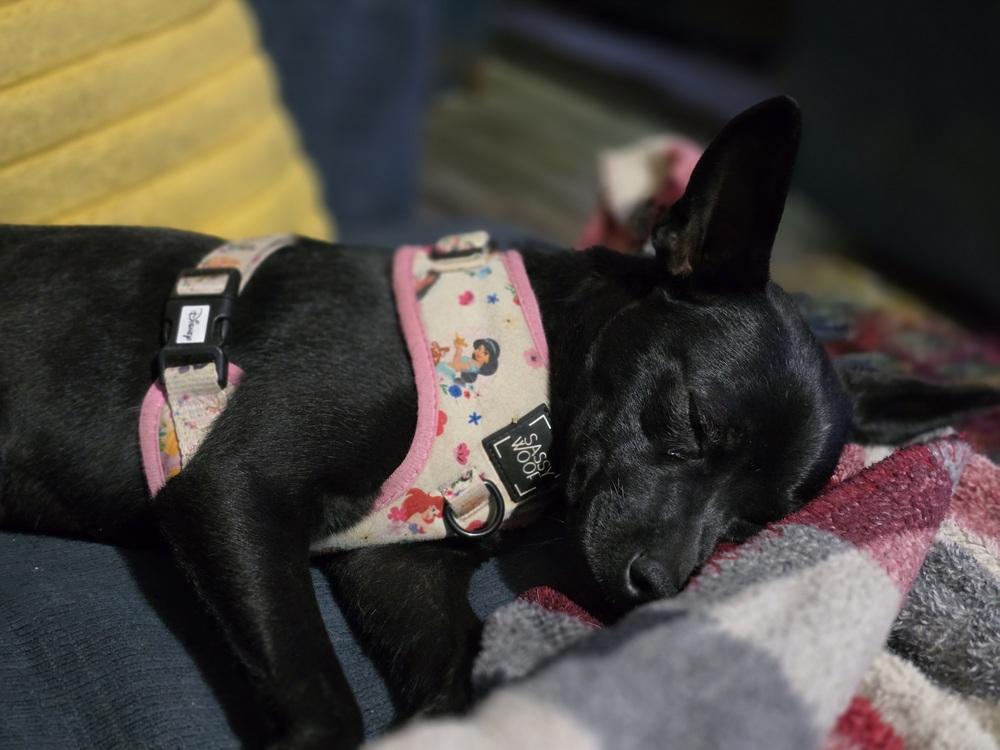 Jenny, a Adoptable mixed breed in Lafayette, CO image 2/6